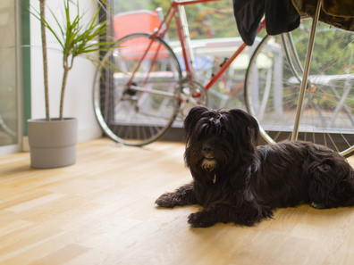 Filou, Office Hündin bei Geneon